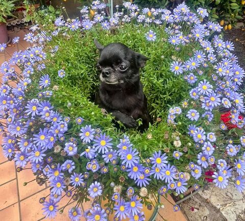 superbe femelle lof pl court 800 37120 Luzé