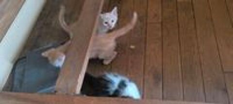   A donner chatons 