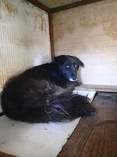   Priya à l'adoption 