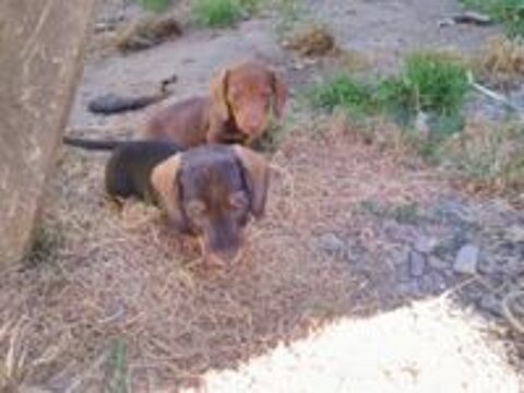   Chiots Type Teckel (non LOF) 
