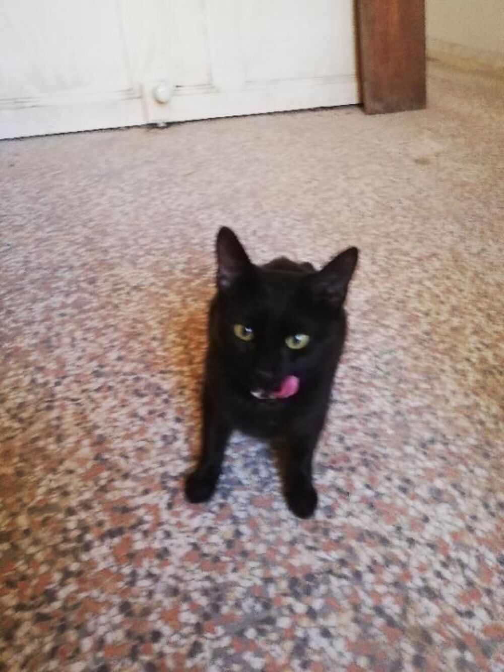   Chat recherche Famille d'Accueil sur Marseille 