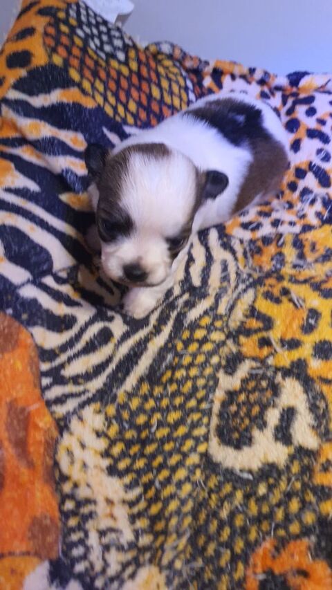 Chihuahua femelles  1200 70110 Villersexel