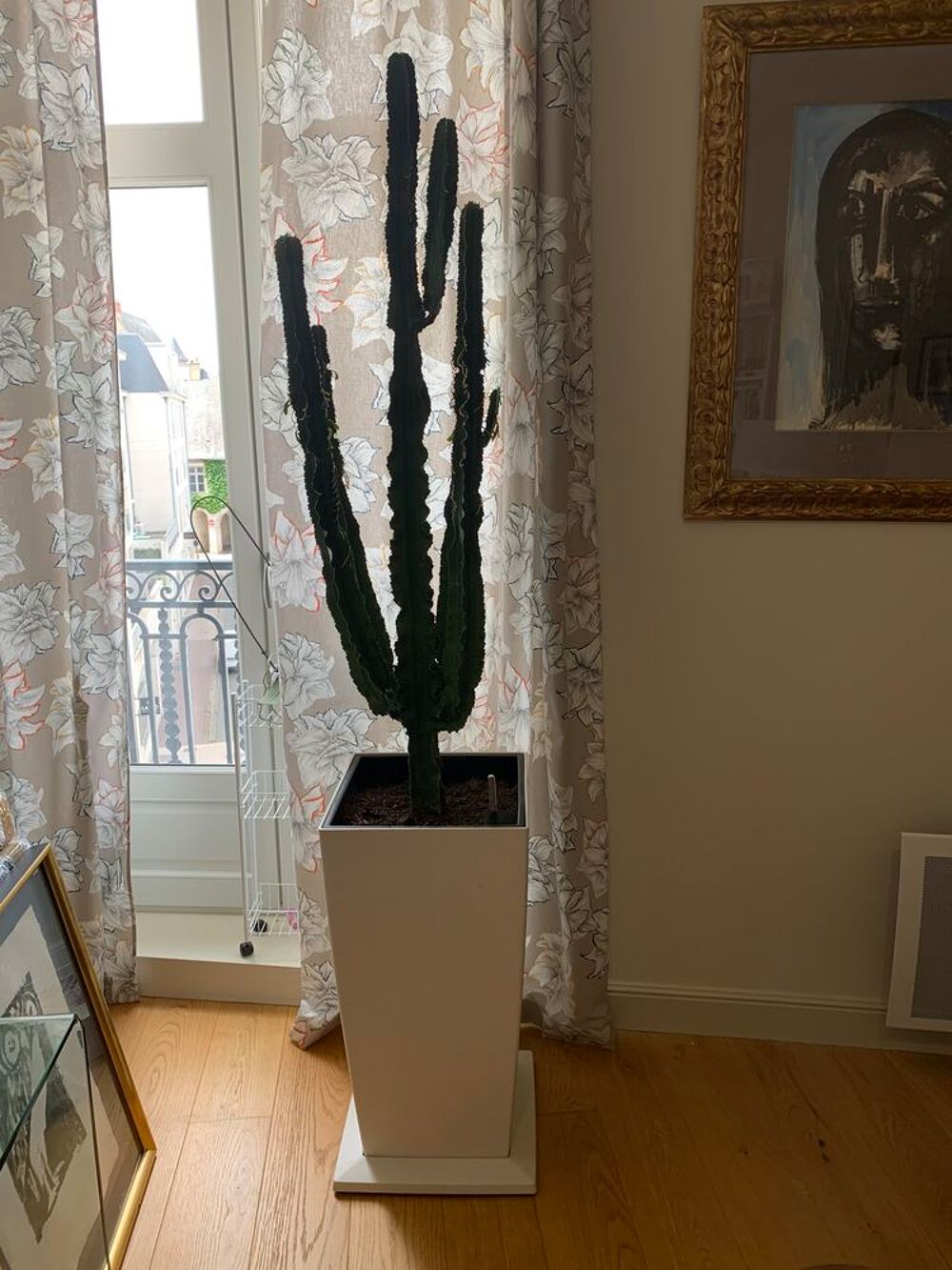 Cactus + pot Jardin