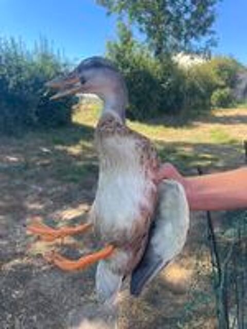   Canard colvert mâle  