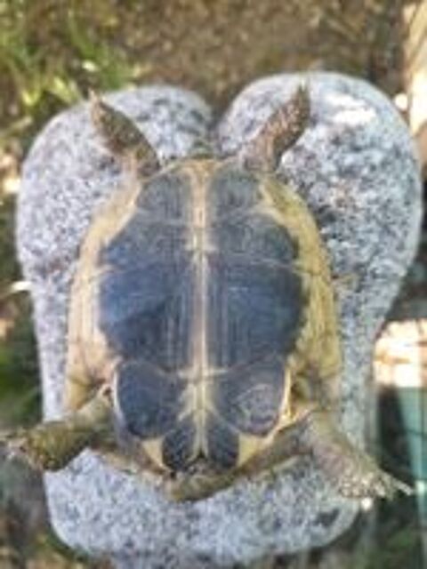  tortues de terre 