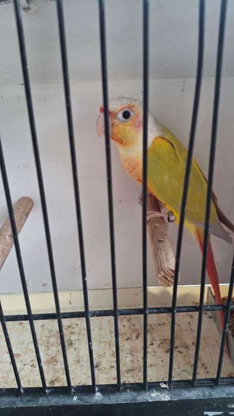 pyrrhura milinae 150 13129 Salin de giraud