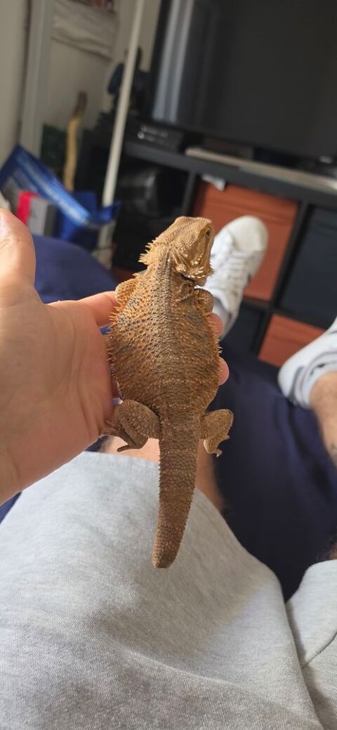 Pogona viticeps 0 83210 Solli�s-pont