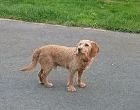   Lho, mle fauve de bretagne  l'adoption 