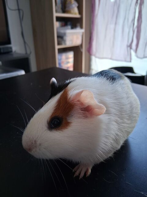 Don cochon d'inde europ&eacute;en m&acirc;le 0 49700 Dou�-la-fontaine