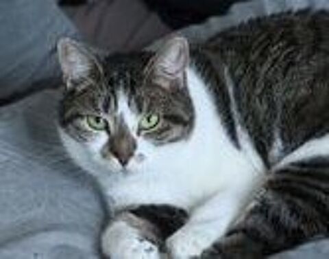   AZALEE FEMELLE TIGRE BLANC 9 ANS 