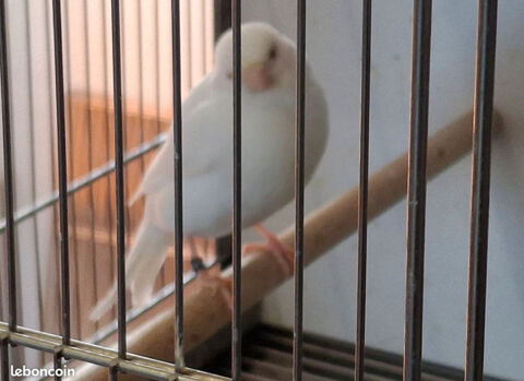 RECHERCHE CANARI BLANC FEMELLE 30 69300 Caluire-et-cuire