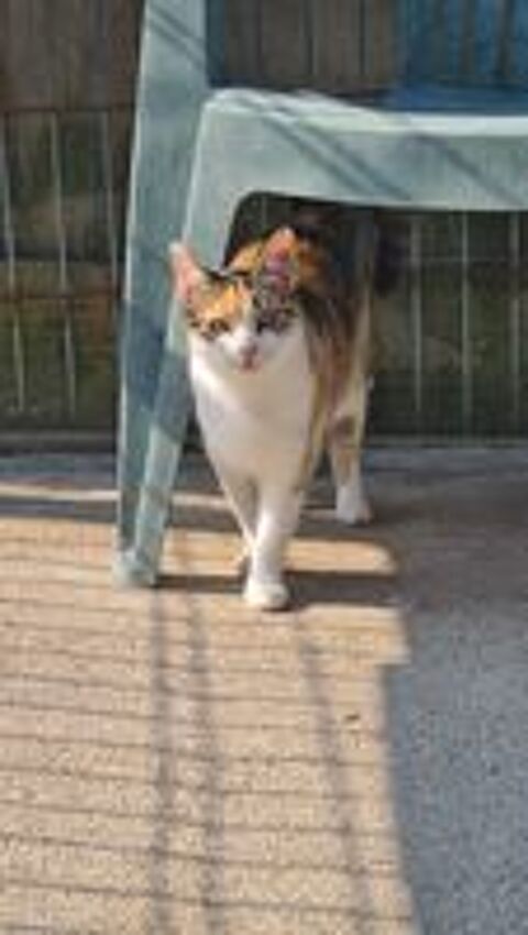   VALENTINE minette tricolore 2 ans 