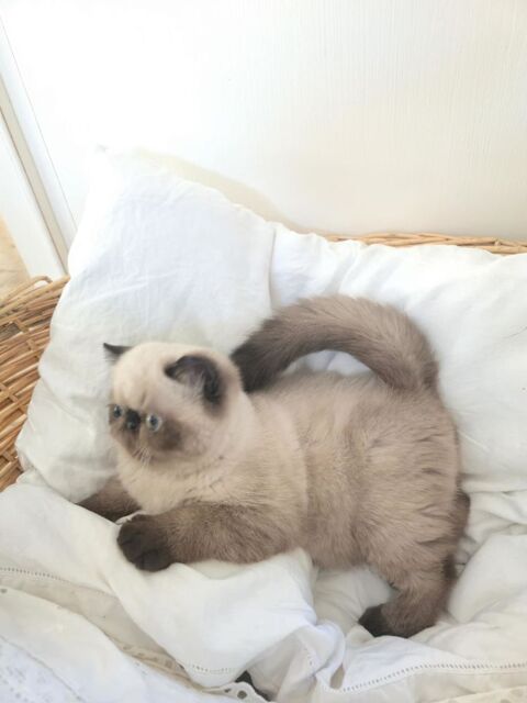 Chatons exotic shorthair 1000 84410 Bdoin