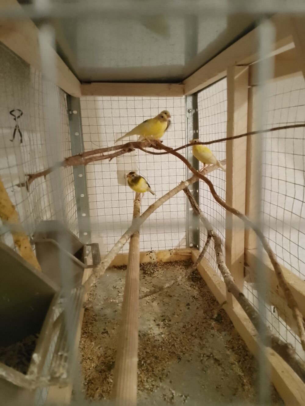   Canaries mal raza  