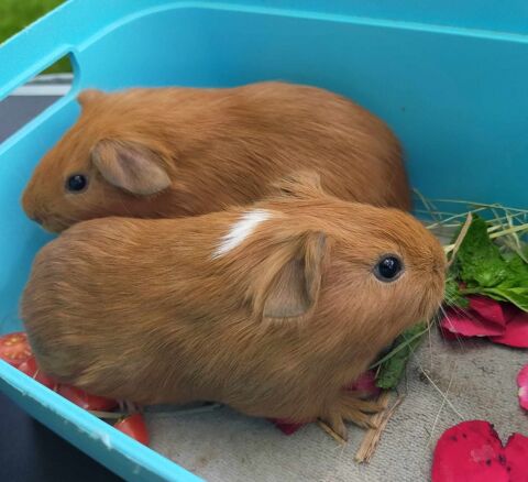 Adorables cochons d'inde  disponibles à l'adoption.
15 49300 Cholet