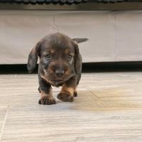   Chiots teckel standard poil dur 