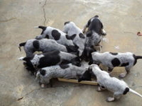   cède chiots petit bleu de Gascogne 