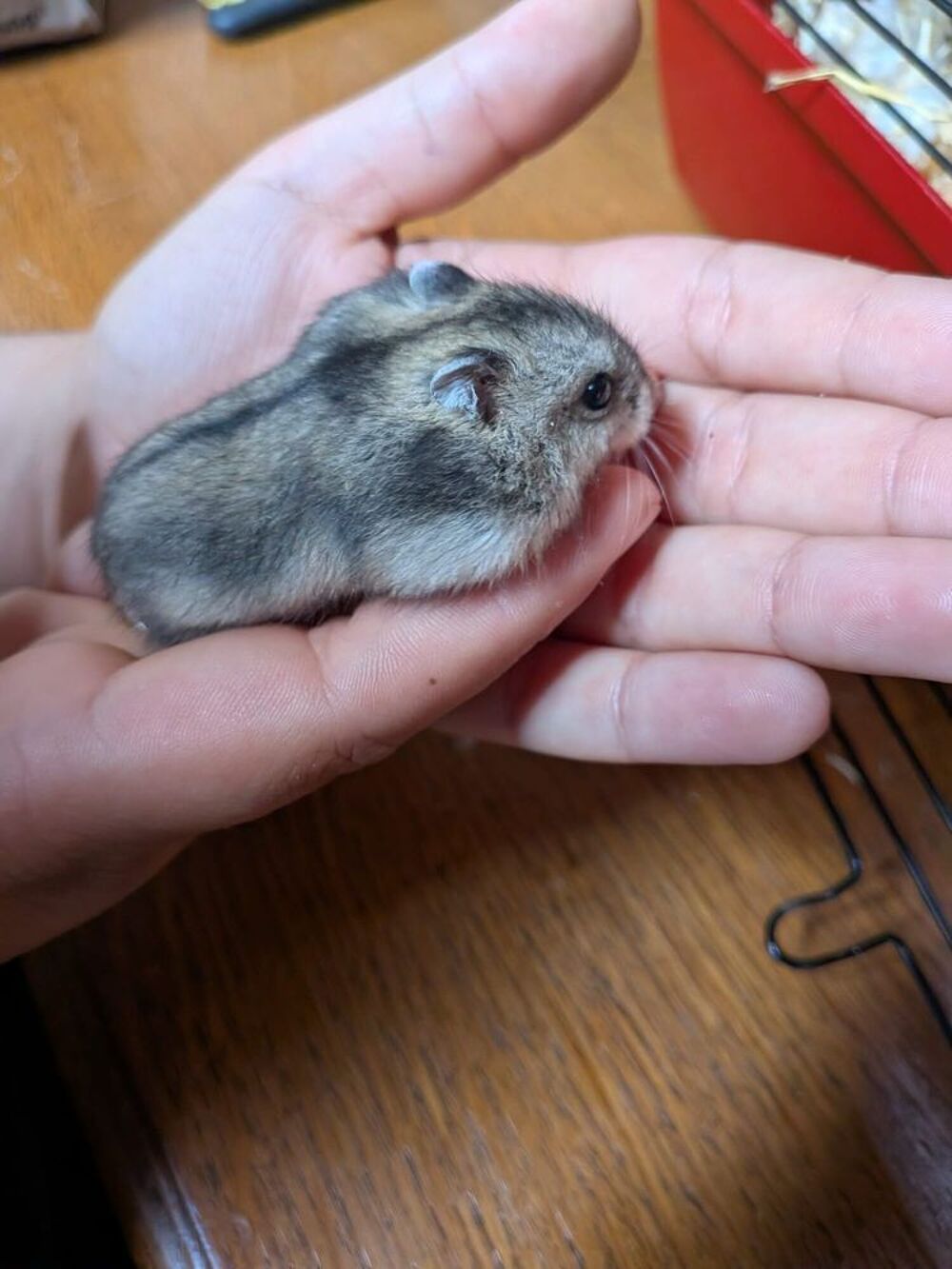   Don Hamster Russe 