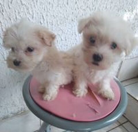   Coton de tulear  
