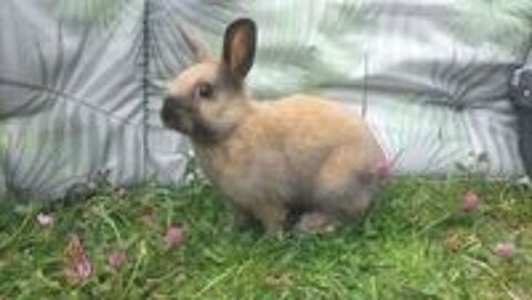   Lapin nain  