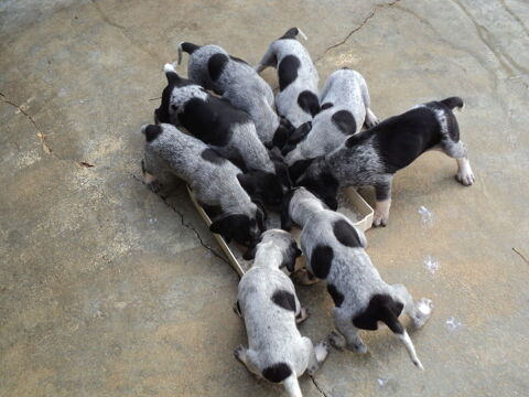 c&egrave;de chiots petit bleu de Gascogne 600 46000 Cahors