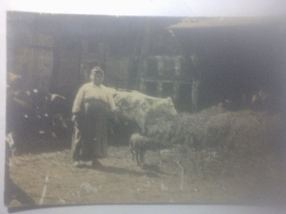Lieu &agrave; identifier Photo de fermi&egrave;re vache veau 