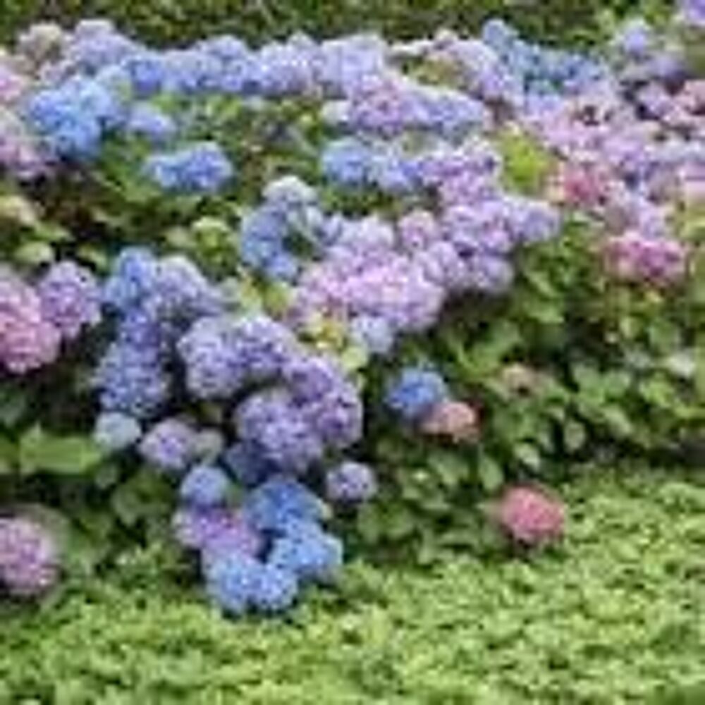 5 plants d'hortensia bleu Jardin