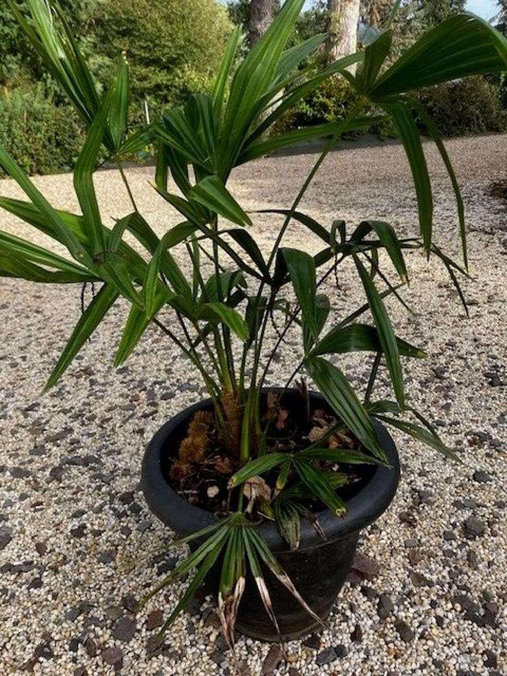 Plan de palmier chanvre en pot de 70 cms de haut, Jardin