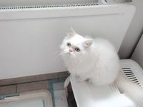   Chatons Persans 