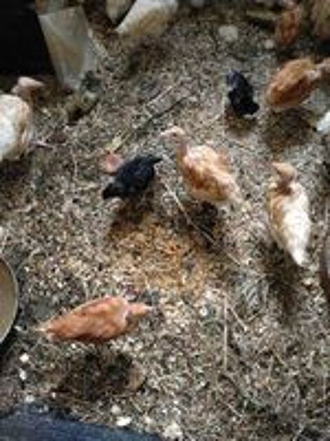   poussins vaccinés rousse noire et blanche 15 euros 