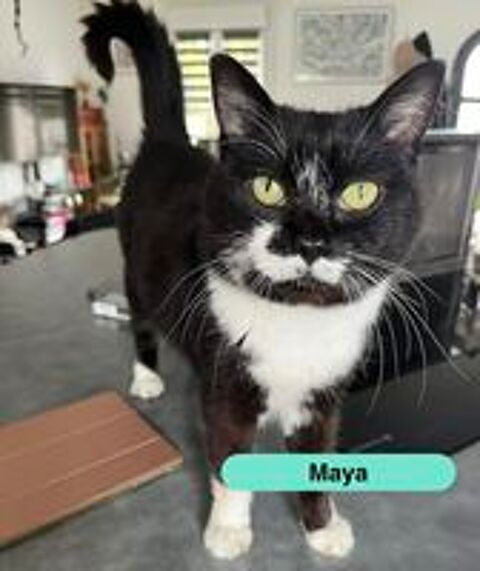   MAYA, jolie chatte noire et blanche à adopter via l'association UMA  