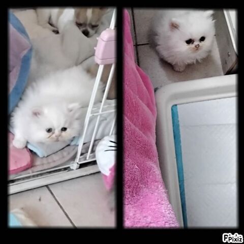 CHATONS   PERSAN 850 30340 Rousson