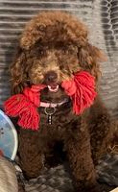    caniche F nain de couleur Chocolat 