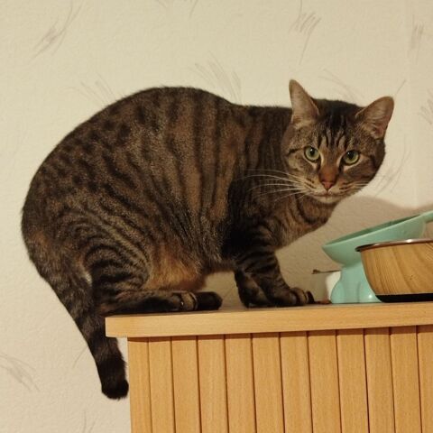 PAULA 180 26300 Bourg-de-p�age