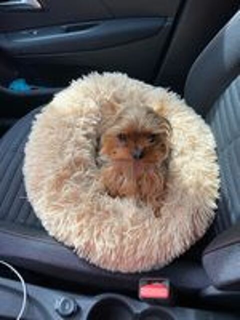   petit male yorkshire disponible pour saillie 