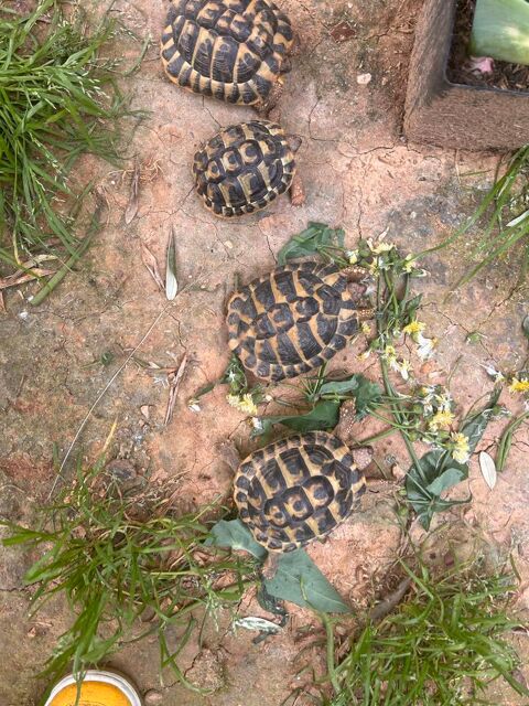 4 tortues de terres adultes avec papiers 1 06100 Nice