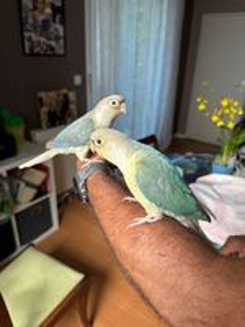   Grande perruche conures molinae  
