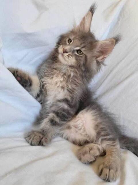 SUBLIME BEBE MAINE COON  LOOF FEMELLE BLEUE SILVER  1600 77300 Fontainebleau