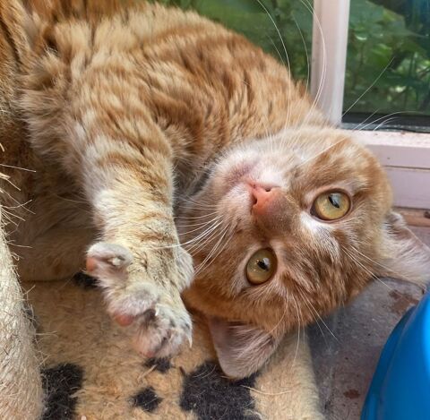 SICARU 220 95610 ragny