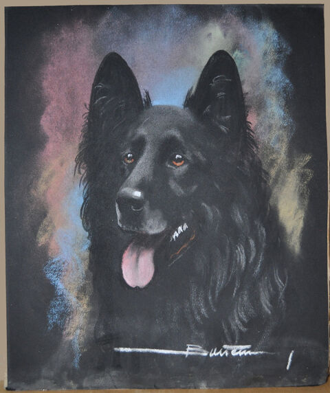 Portrait chien berger belge groenendael au fusain 15 Orléans (45)