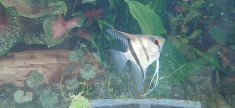 Donne scalaire - 0 60110 M�ru