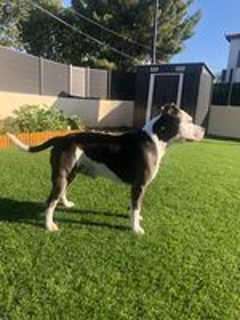   Saillie Staffie 