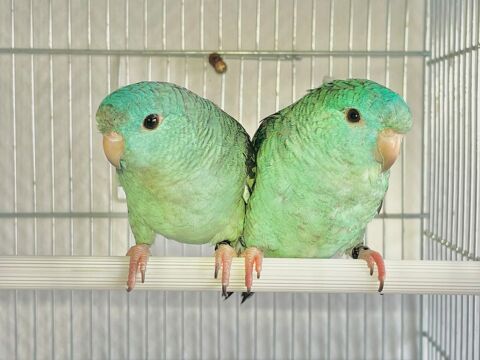 Tr&egrave;s Beau Couple Form&eacute; De Perruche Catherine Bleu Bagu&eacute; 2025 149 94450 Limeil-br�vannes