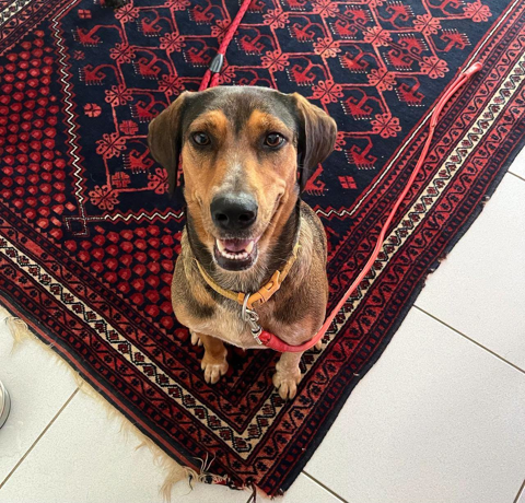 Mama, Femelle, X Berger, n&eacute;e le 25/08/2024 🐶 380 92000 Nanterre