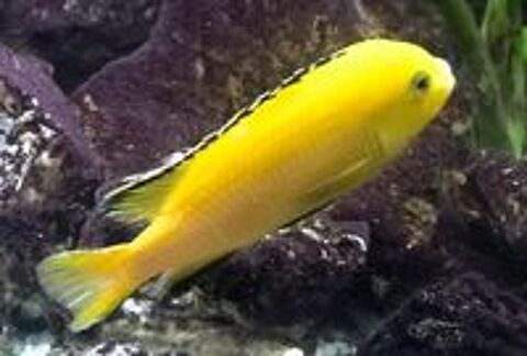   LABIDOCHROMIS et LABIDOCHROMIS  