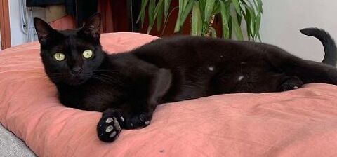 CAVIAR CHAT NOIR 2 ANS 195 92260 Fontenay-aux-roses