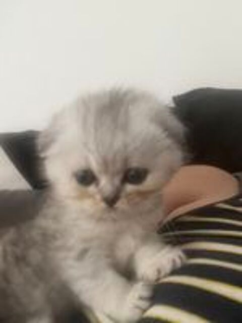   Magnifique chaton Scotisch fold 