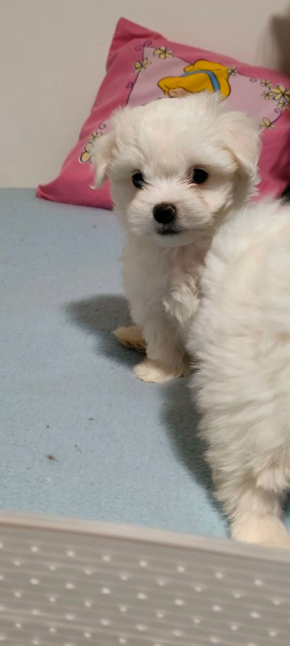   Bichon maltais non lof 