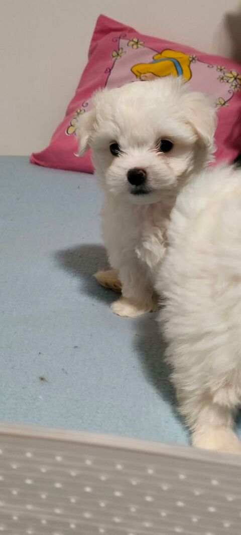 Bichon maltais non lof 700 02140 Saint-gobert