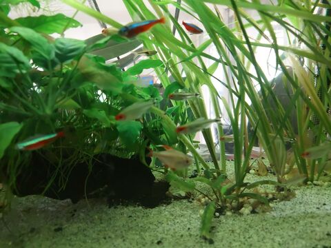 Aquarium poissons 90 83400 Hyères
